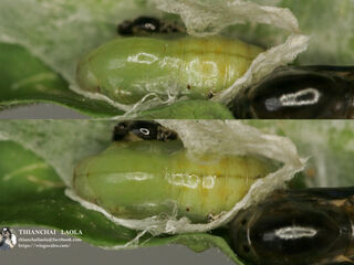 Spindasis syama peguanus