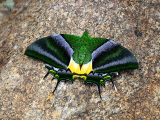 Teinopalpus imperialis imperatrix