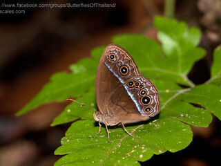 Mycalesis oroatis ustulata