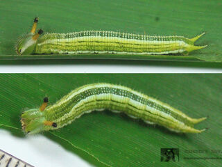 Melanitis zitenius auletes