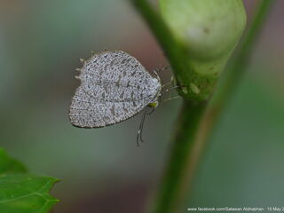 Allotinus horsfieldi permagnus