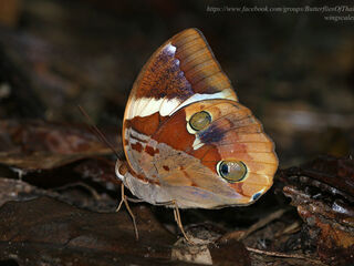 Thauria aliris intermedia