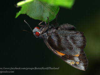 Gangara thyrsis thyrsis