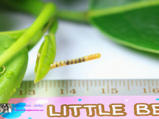 Papilio demolion demolion