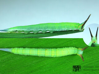 Lethe mekara crijnana