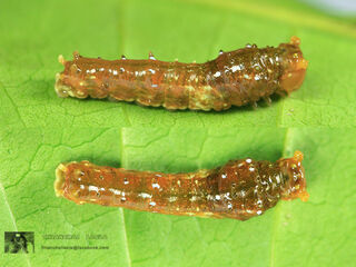 Papilio demolion demolion