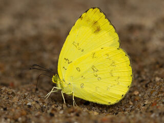 Eurema simulatrix sarinoides