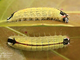 Flos fulgida fulgida