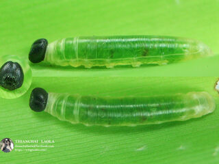 Ancistroides paralysos asawa