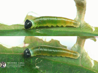 Tagiades japetus ravi