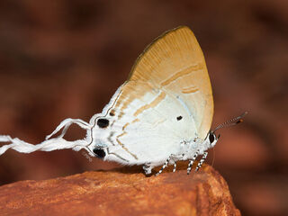 Hypolycaena amasa amasa