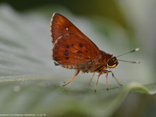 Zographetus ogygioides