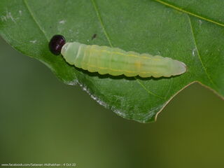 Celaenorrhinus asmara asmara