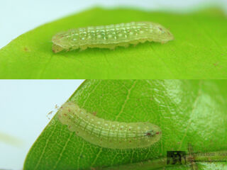 Arhopala alitaeus mirabella