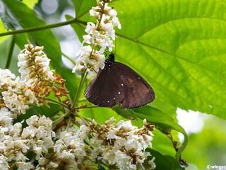 Euploea eunice leucogonis