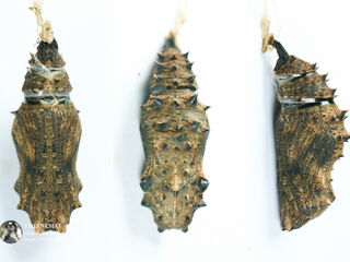 Hypolimnas bolina jacintha