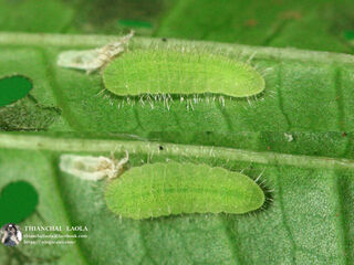 Heliophorus ila nolus