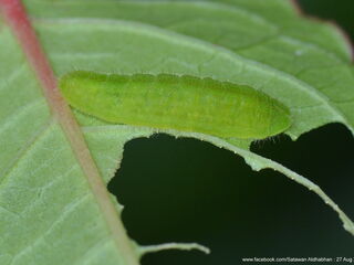 Heliophorus epicles tweediei