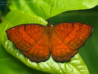 Ariadne ariadne pallidior