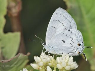 Tajuria illurgis illurgis