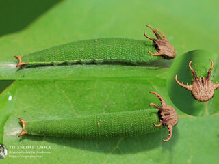 Polyura schreiber assamensis