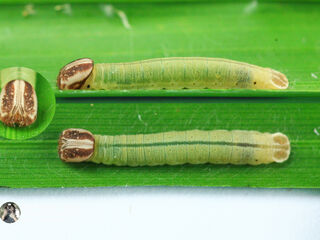 Suastus gremius gremius