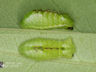 Cheritra freja evansi