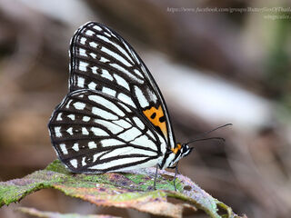 Orinoma damaris damaris