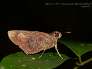 Erionota acroleuca apicalis