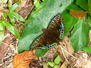 Euthalia whiteheadi whiteheadi