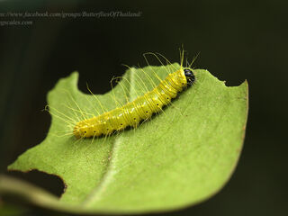 Delias descombesi descombesi