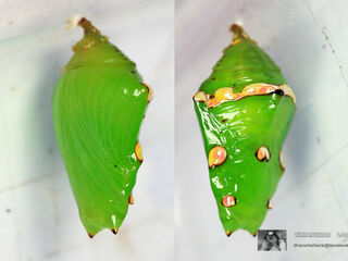 Euthalia evelina annamita