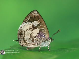 Arhopala paraganesa zephyretta