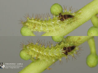 Rapala pheretima petosiris