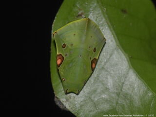 Euthalia lubentina chersonesia