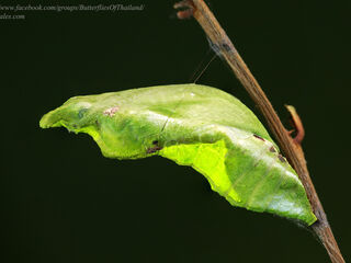 Papilio protenor protenor