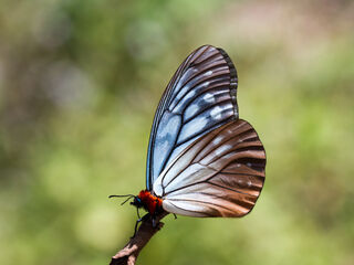 Calinaga brahma sudassana