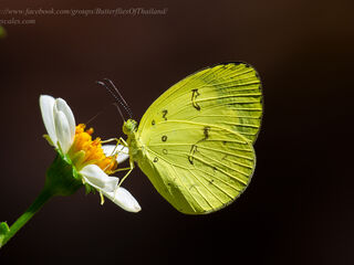 Eurema ada iona