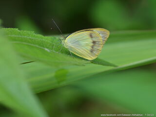 Appias paulina distanti