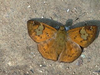 Pseudocoladenia fatua