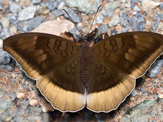 Cynitia lepidea cognata