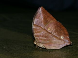 Zeuxidia masoni masoni