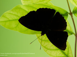 Rohana parisatis pseudosiamensis