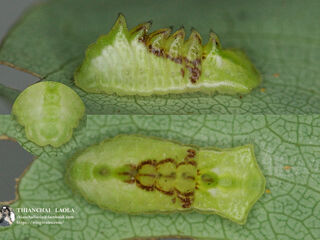 Cheritra freja evansi