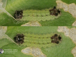 Spindasis syama peguanus