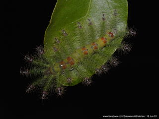 Euthalia lubentina chersonesia