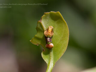 Creon cleobis cleobis