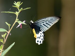 Atrophaneura sycorax egertoni