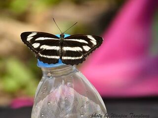 Neptis zaida prasobchoki