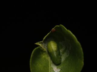 Chilades lajus lajus